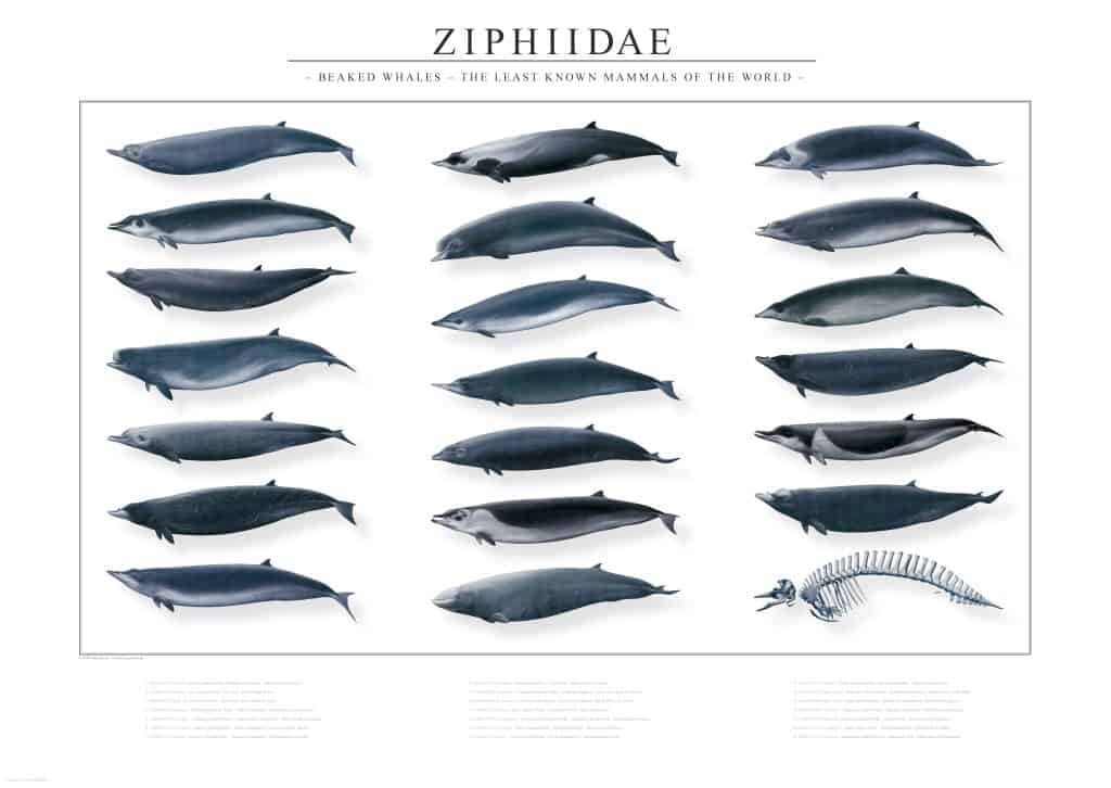 Overview beaked whales
