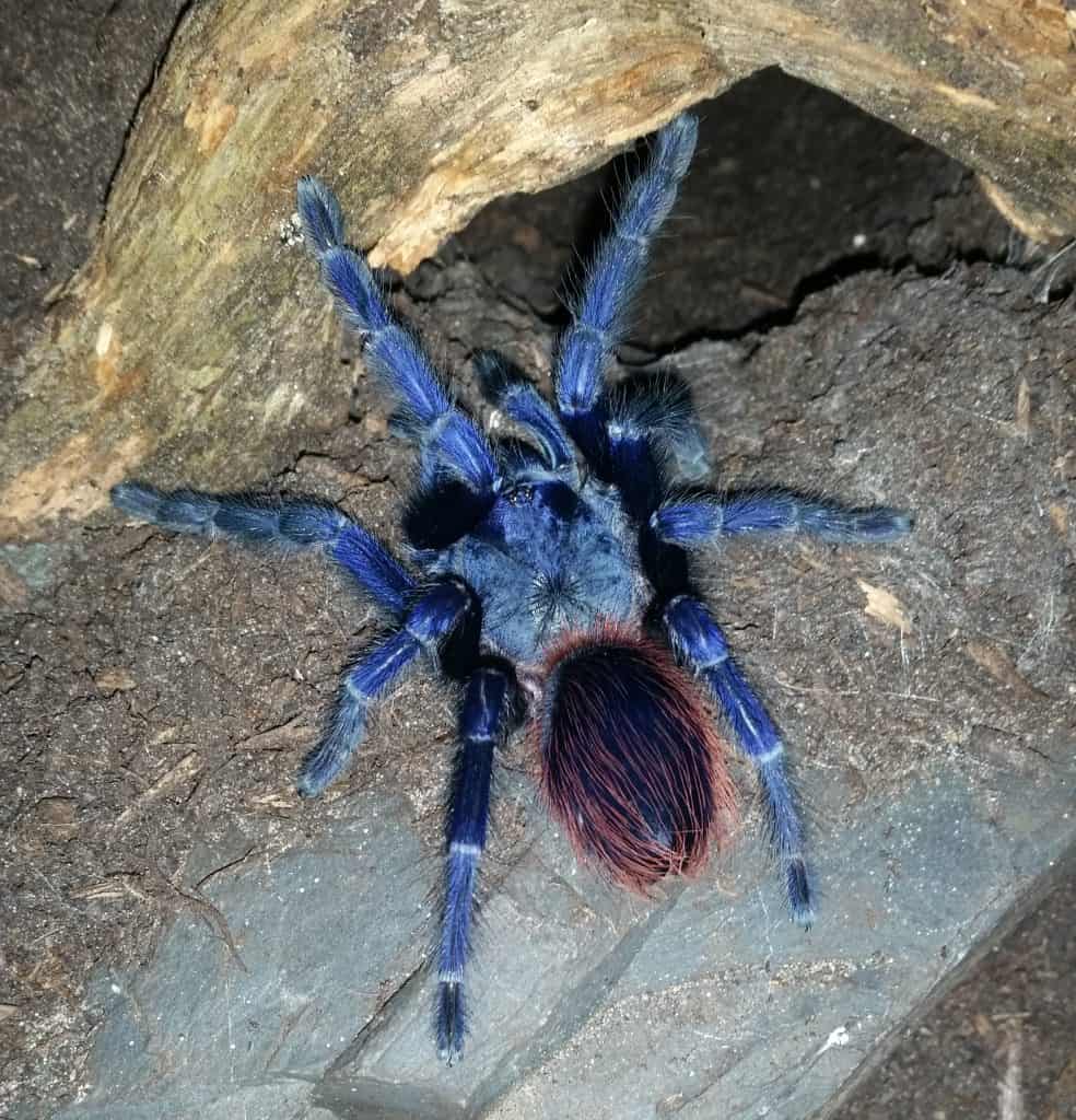 Lasiocyano sazimai tarantula