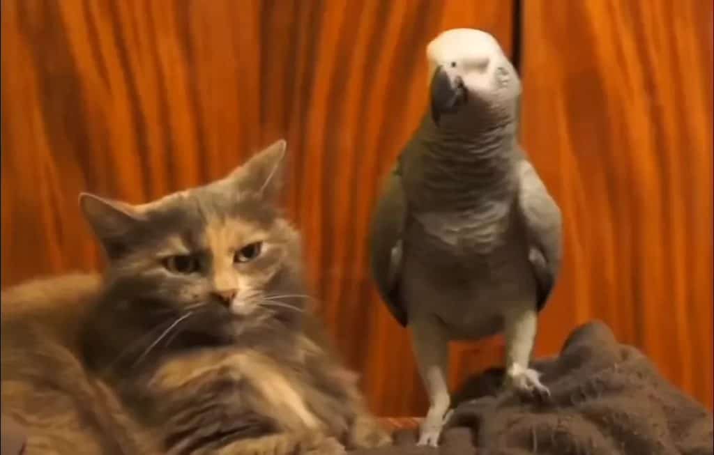 Annoying parrot terrorizes calm cat