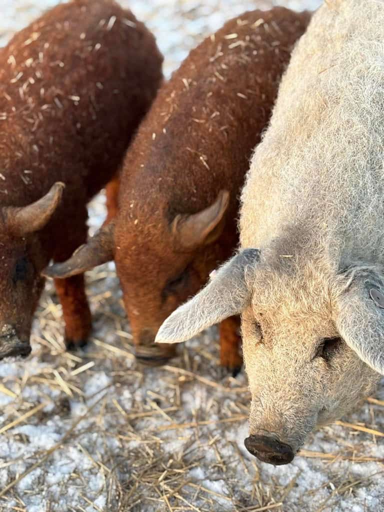 Red and Blonde Mangalitsa