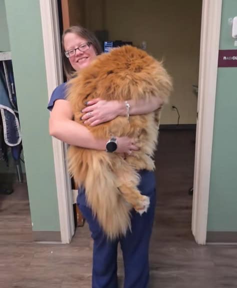 Vet tech holding Theodore