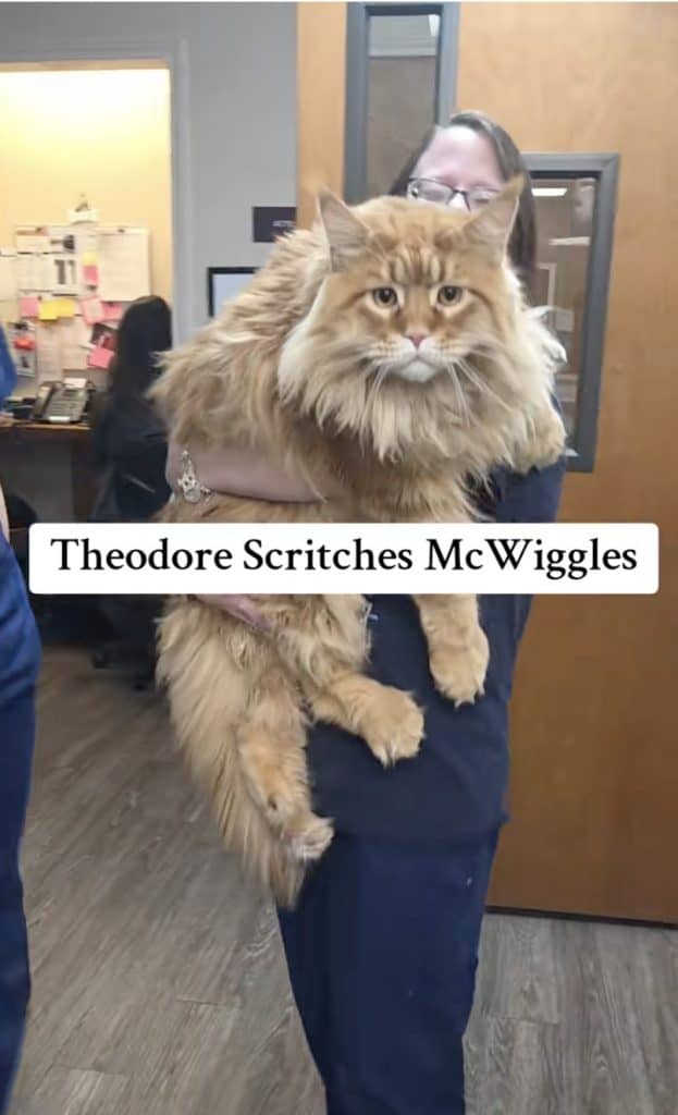 Theodore Scritches McWiggles at the vet