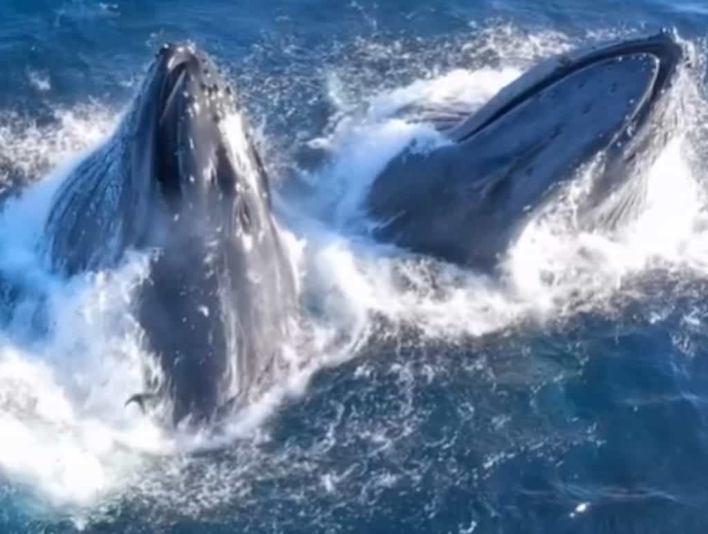 Whales involved in a feeding frenzy off the San Diego coast.