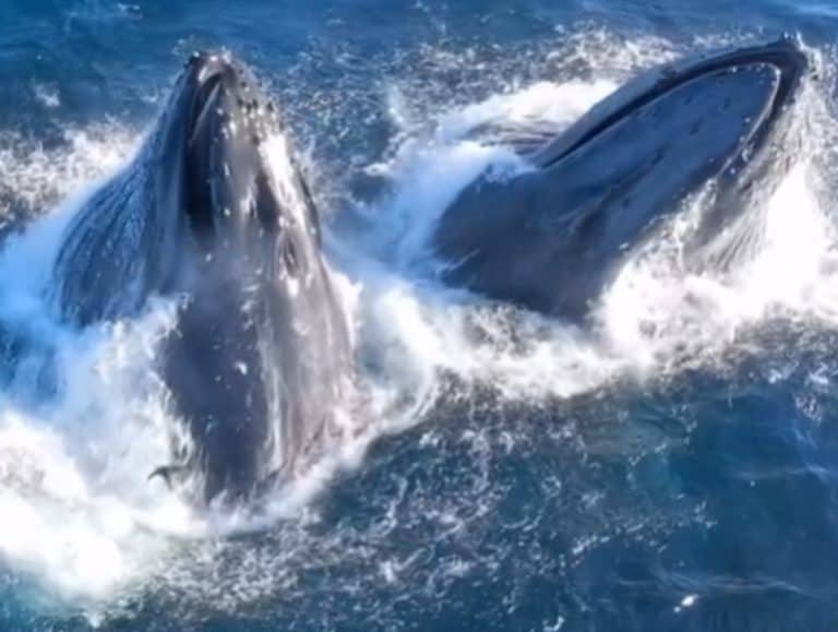 Whales involved in a feeding frenzy off the San Diego coast.