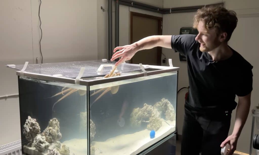 Mattias Krantz and his octopus, Tako