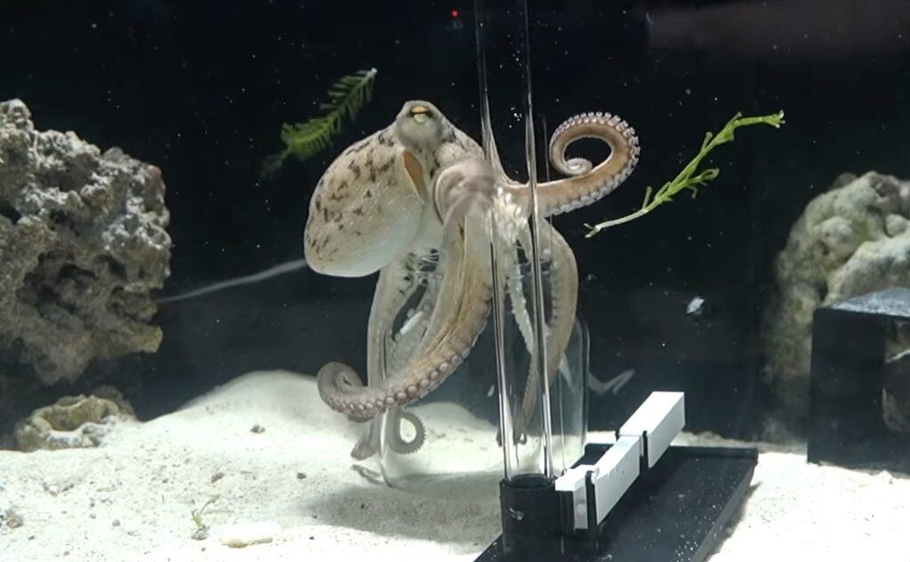 Tako the octopus