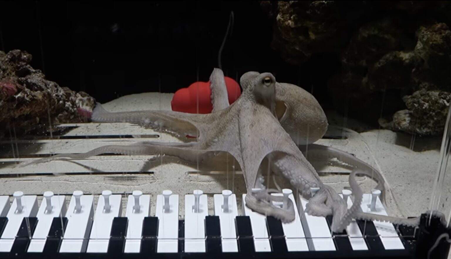 See This Octopus Play a Custom-Built Underwater Piano - A-Z Animals