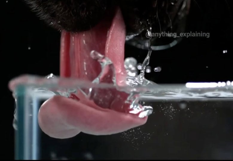 Dog tongue drinking
