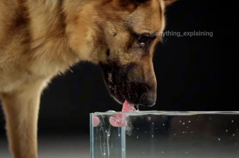 Dog drinking
