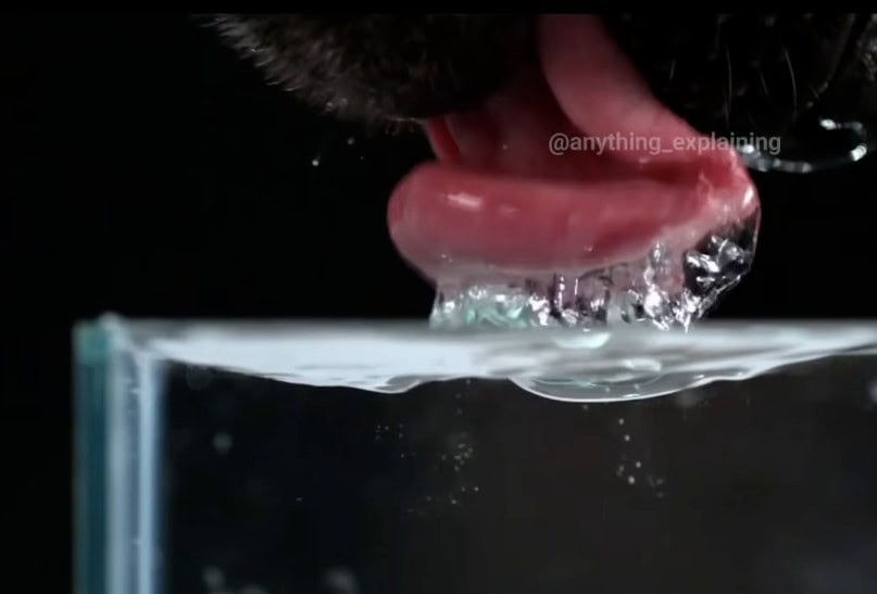 Dog tongue drinking