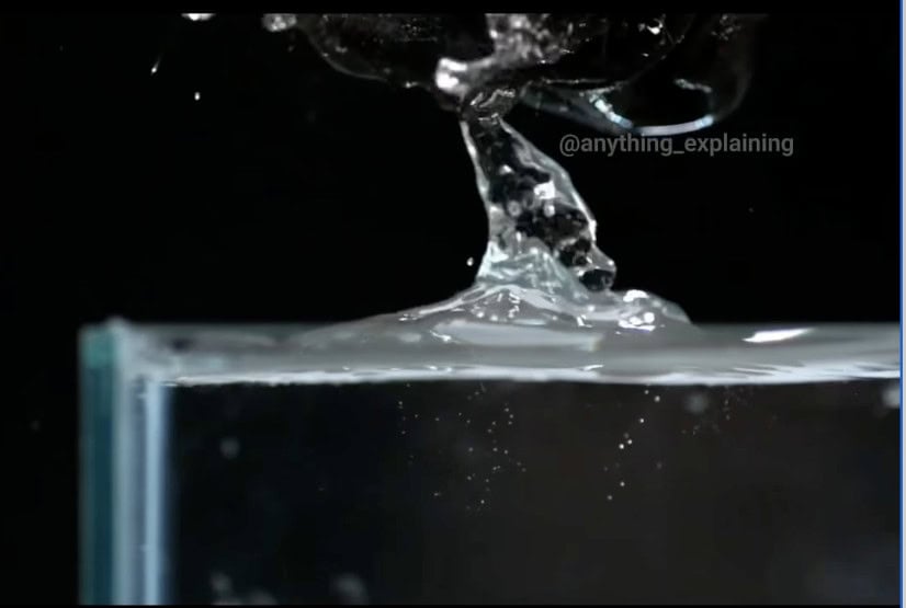Water column created by dog drinking