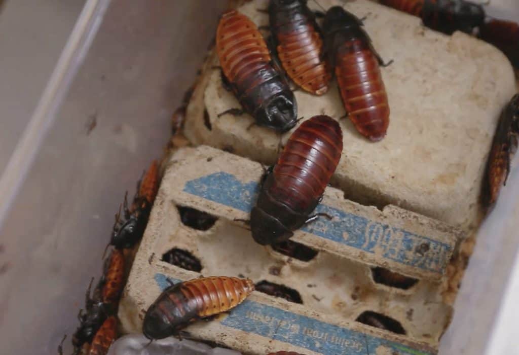 No, You're not Hallucinating: These Roaches are Wearing Backpacks - A-Z ...