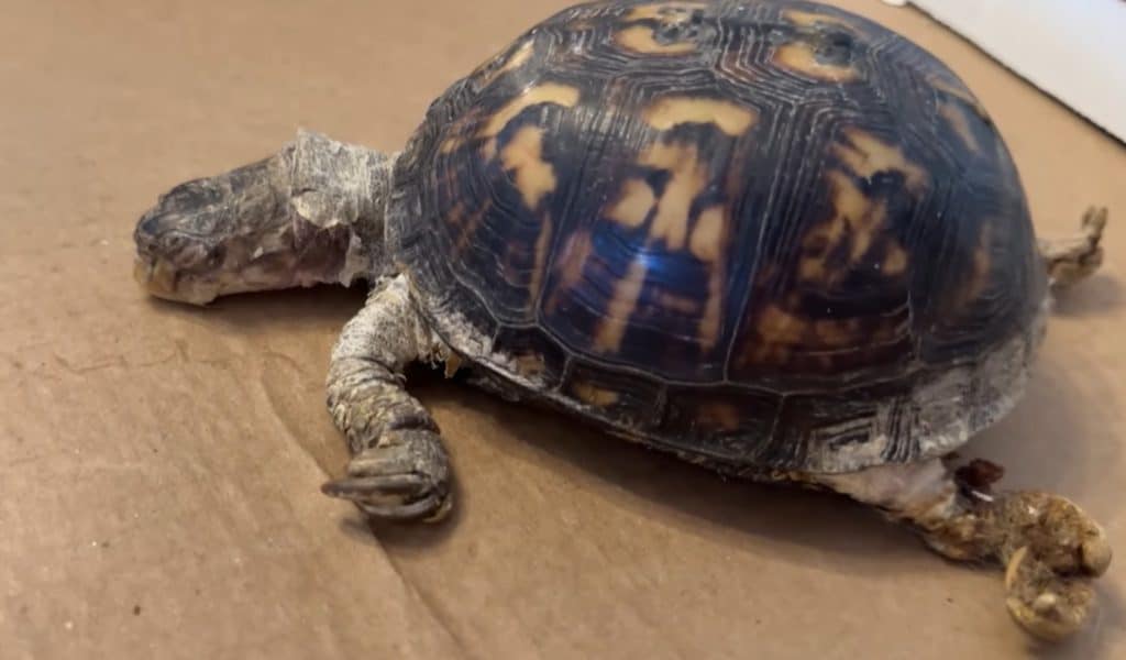 Rockalina on the day she was rescued
