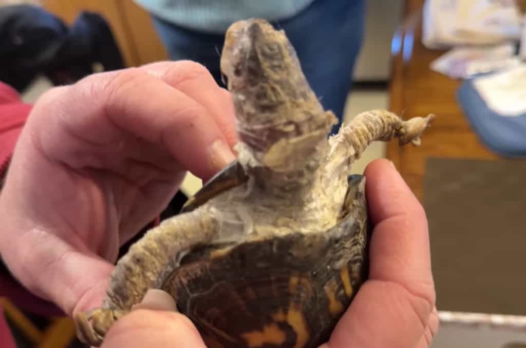 Rockalina on the day she was found