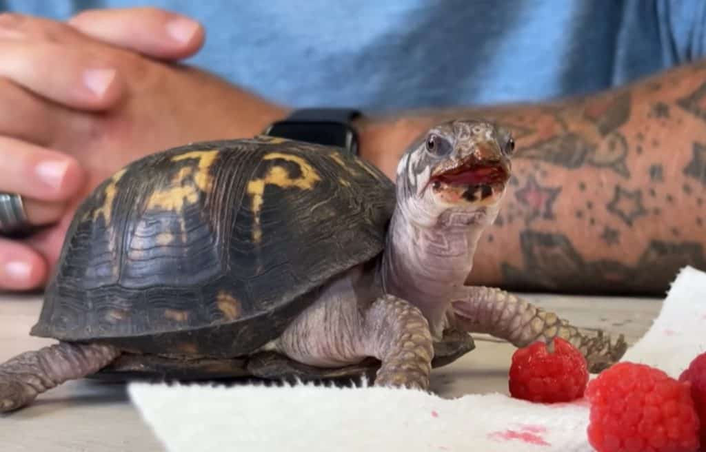 Since being rescued, Rockalina is thriving