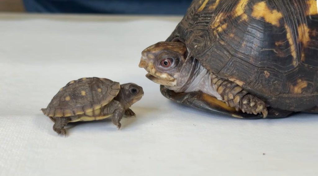 Rockalina and Pebble are making strides to becoming friends