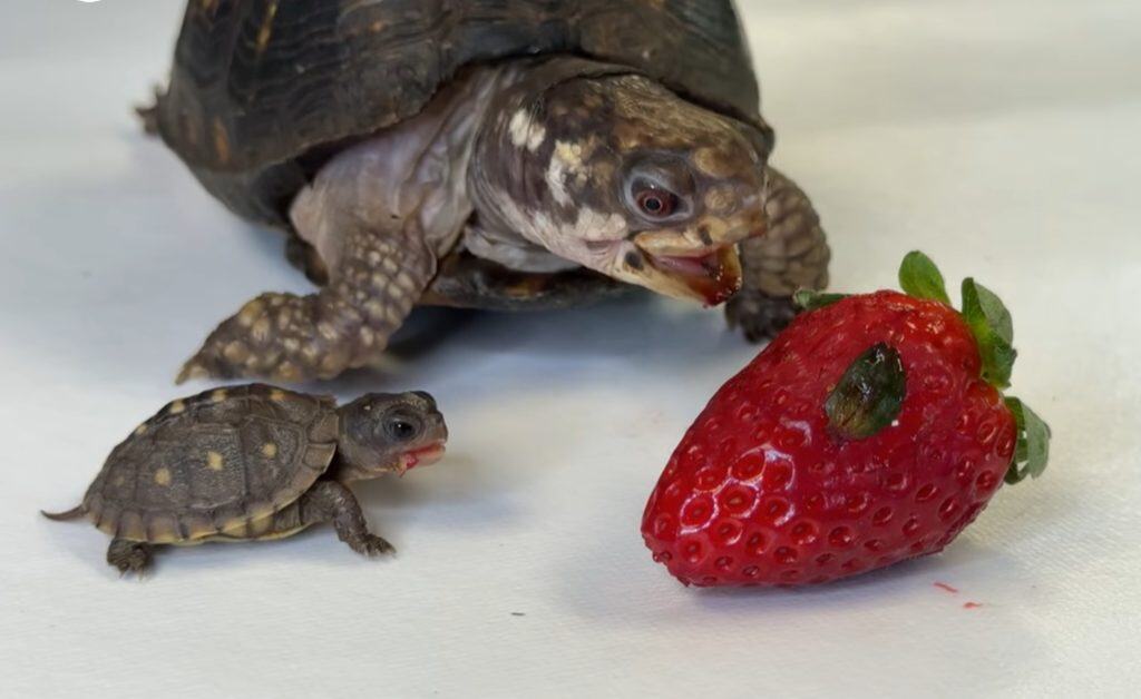 Rockalina and Pebble have to remain supervised until Pebble gets larger