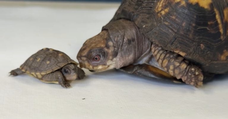 Rockalina and Pebble becoming friends