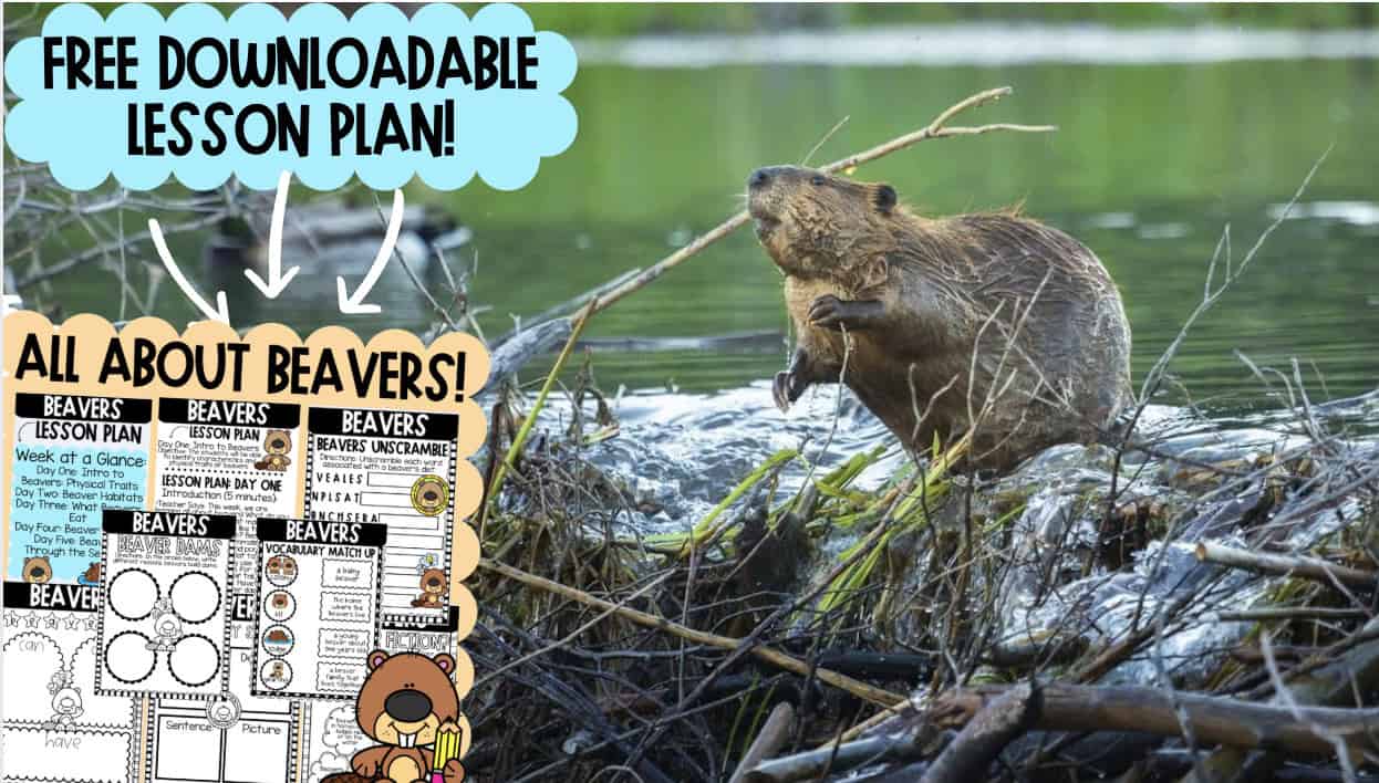 Meet Nature’s Greatest Builders: How Beavers Engineer Entire Ecosystems ...