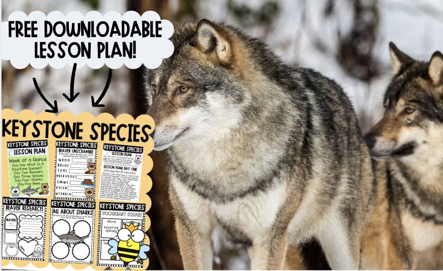 Nature's MVPS: A Unit Plan on Keystone Species - A-Z Animals