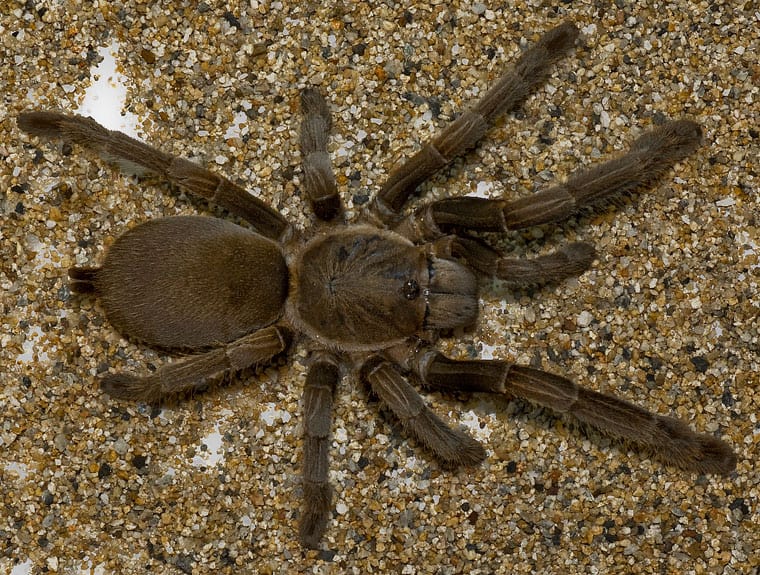 Selenocosmia crassipes tarantula