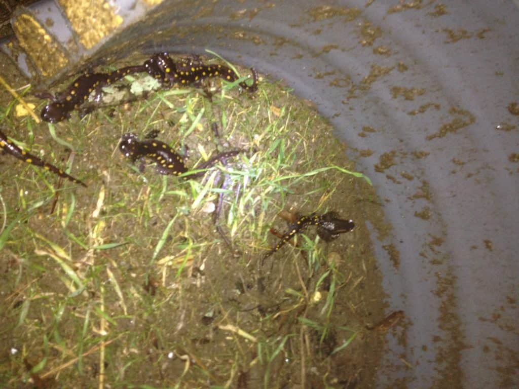 Spotted salamander Steve Parren ONLY TO BE USED WITH ARTICLES ABOUT AMPHIBIAN UNDERPASSES IN VERMONT