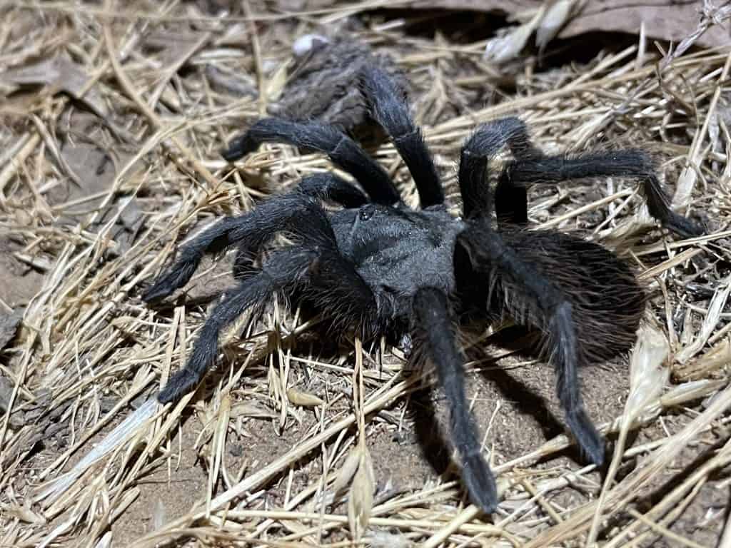Aphonopelma steindachneri tarantula