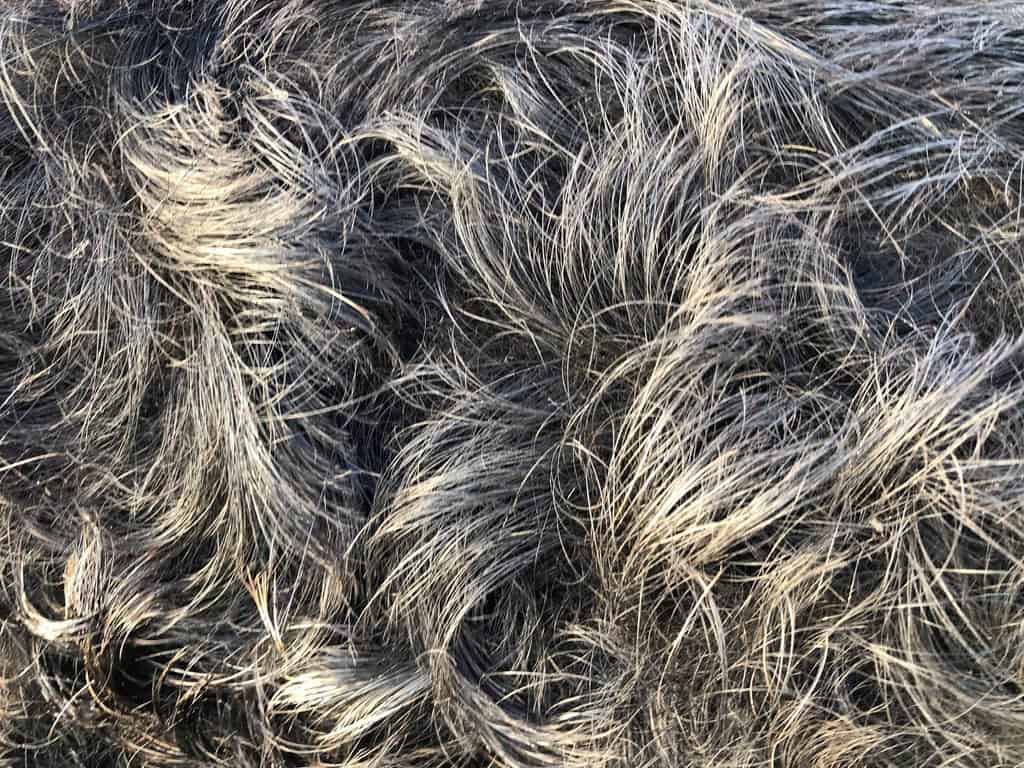 Swallow-Belly Mangalitsa fur