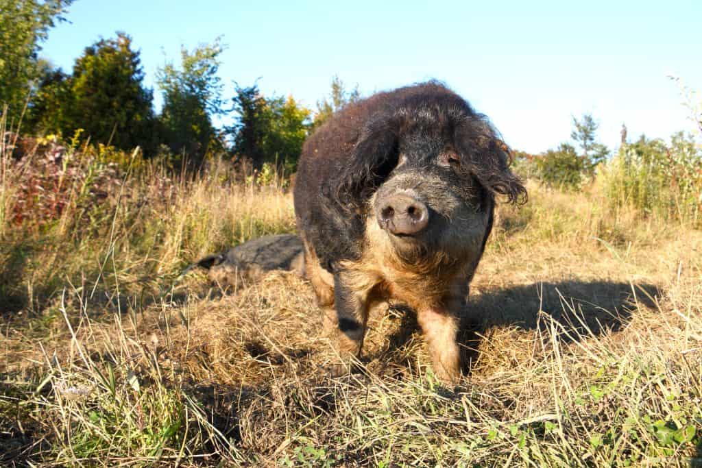 Swallow belly Mangalitsa pig