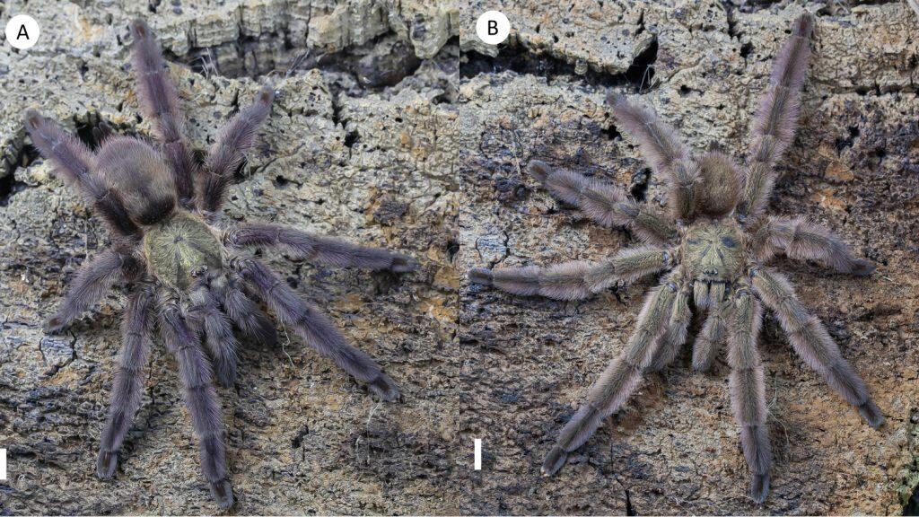 Tapinauchenius rasti tarantulas