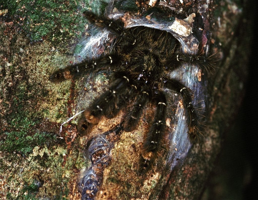 Stromatopelma tarantula