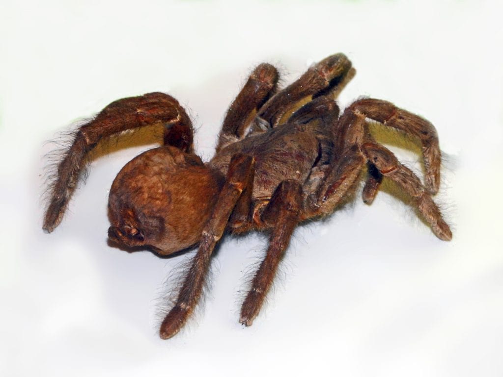 Phoneyusa lesserti tarantula