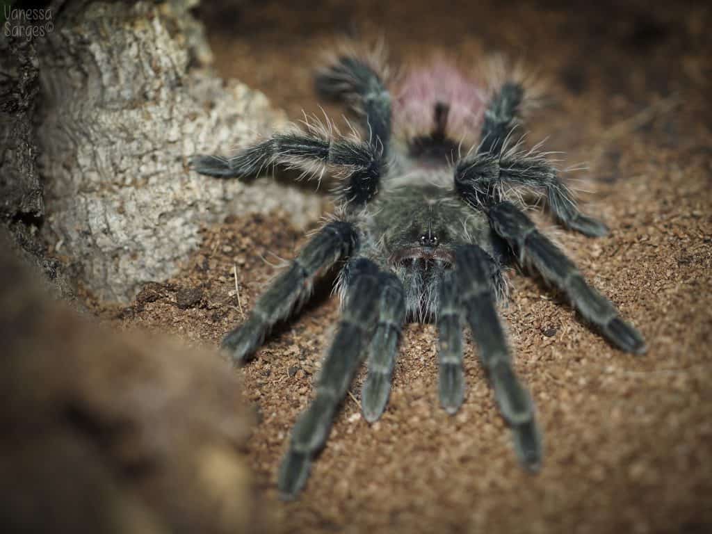 Thrixopelma ockerti tarantula