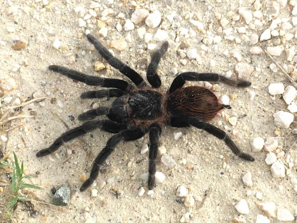 Tliltocatl vagans