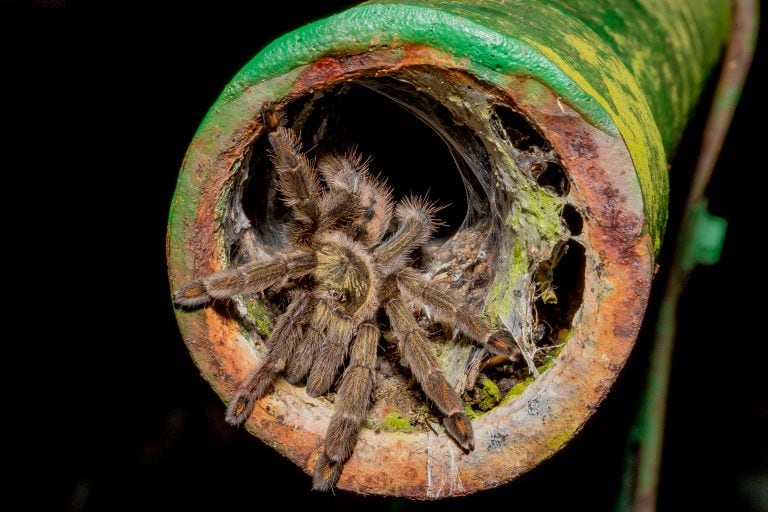 Psalmopoeus cambridgei tarantula
