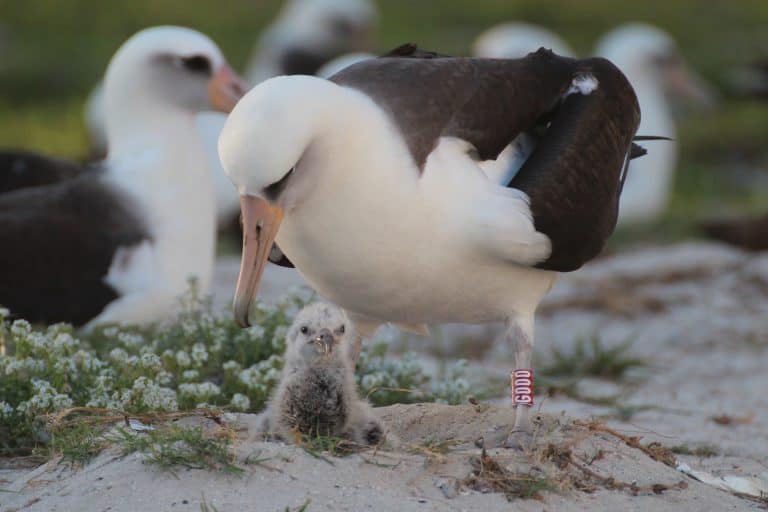 Wisdom's mate with their chick, 2016