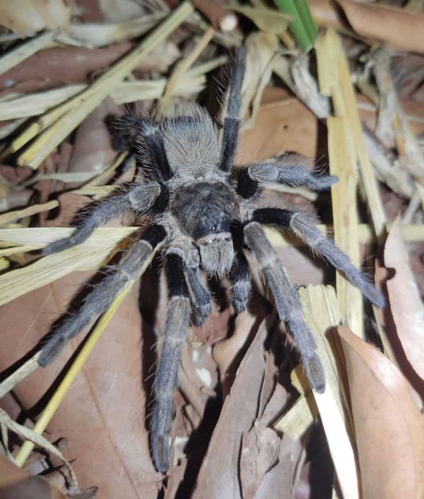 Vitalius paranaensis