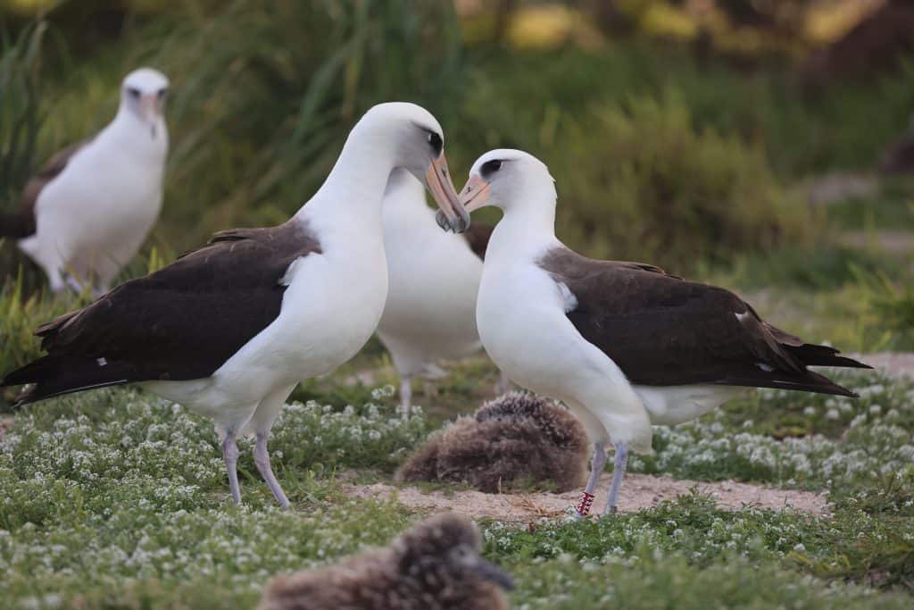 Wisdom, the beloved Laysan albatross, or mōlī, mingles with potential suitors even well into her 70s at Midway Atoll National Wildlife Refuge, March 18, 2024. She is identified with her well-known band number of Z333. USFWS photo: Jon Plissner