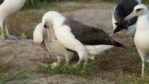 English: Wisdom, the legendary Laysan albatross or mōlī, stands at right next to her new partner as they admire their recently laid egg at Midway Atoll National Wildlife Refuge, Nov. 27, 2024. USFWS volunteer photo: Dan Rapp
