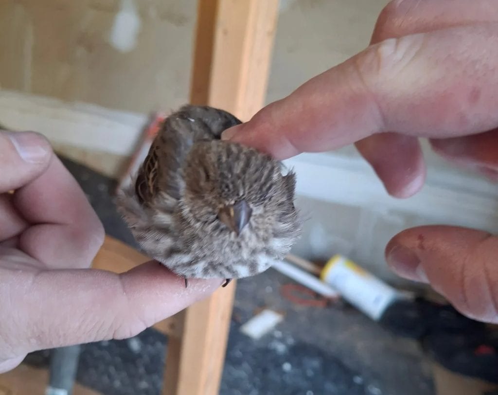 Wild finch receptive to being petted