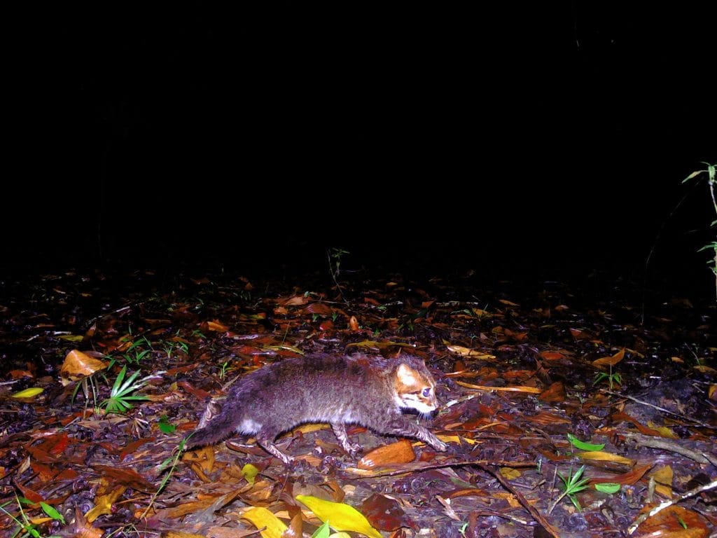 flat-headed cat in Thailand forest