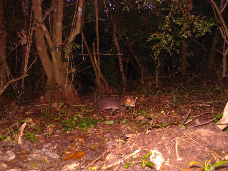 flat-headed cat in Thailand forest