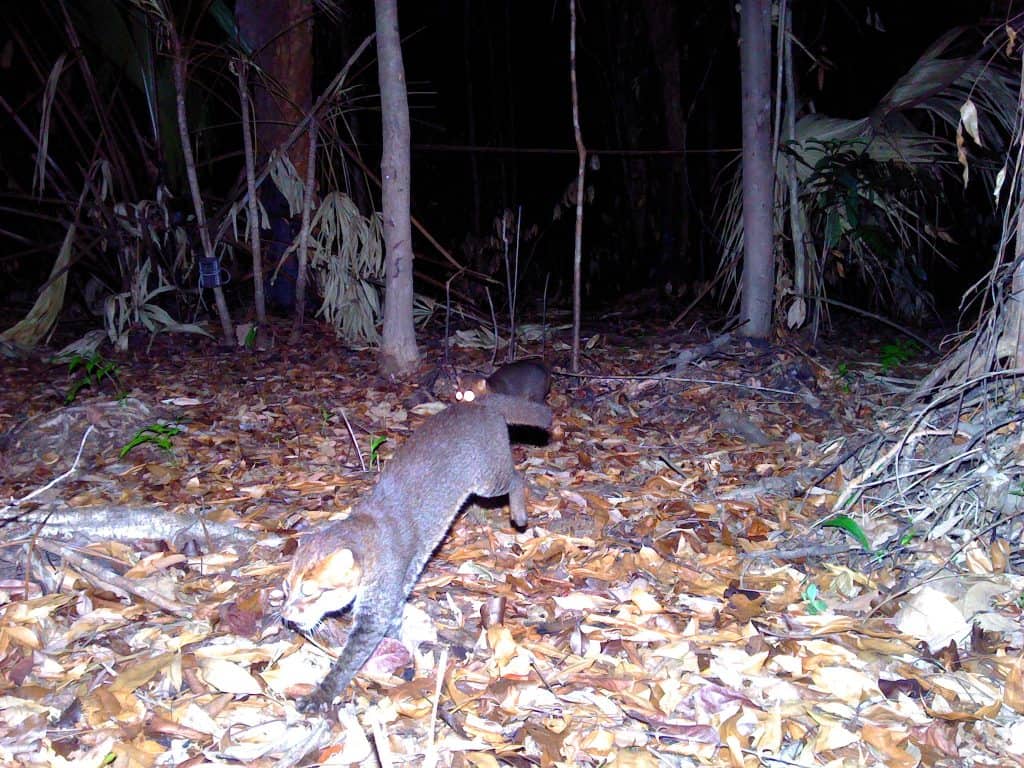 a flat-headed cat with cub in Thailand forest