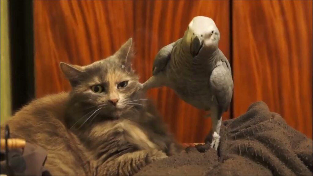 Cat has patience while annoying parrot gets in personal space.