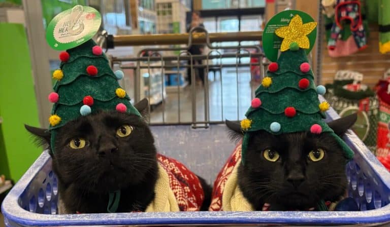 Cats dressed up for a holiday adventure