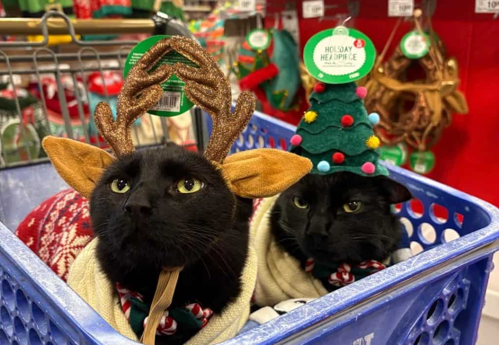 Cats dressed for holiday party looking unimpressed