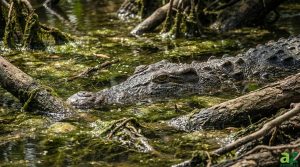A saltwater crocodile is partially submerged in murky, green algae-covered water, with only its head and upper back visible. Its scaly skin blends seamlessly with the surrounding environment, and its focused eye suggests it is observing its surroundings.