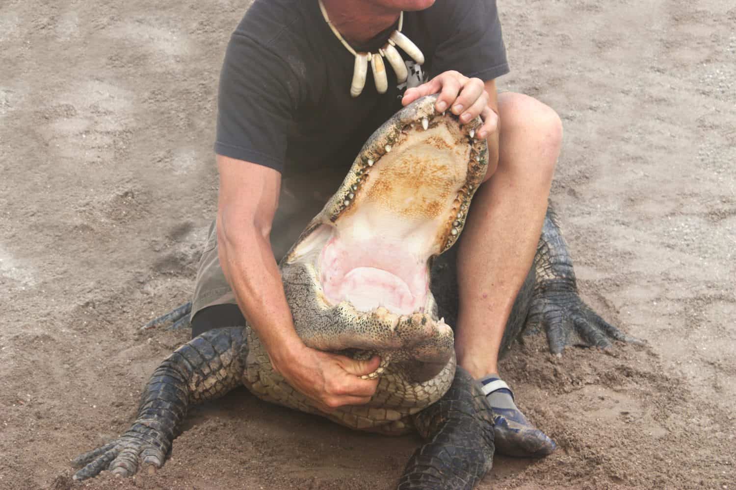 Person performing a stunt with alligator