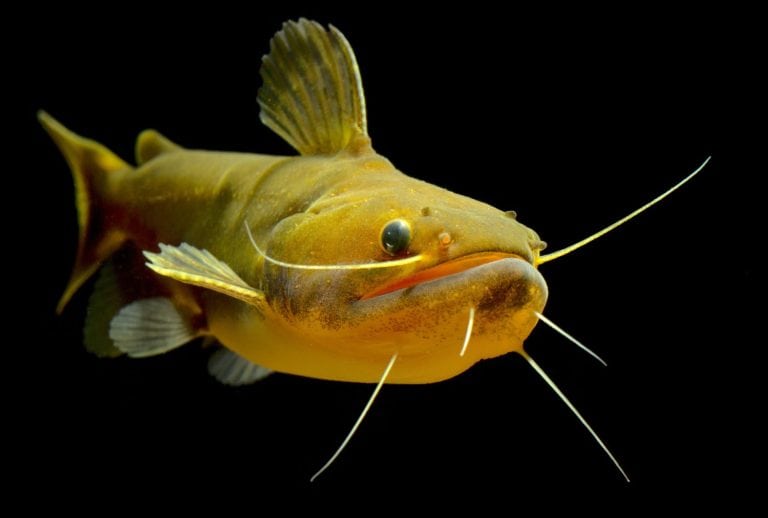 Gulper Catfish 
