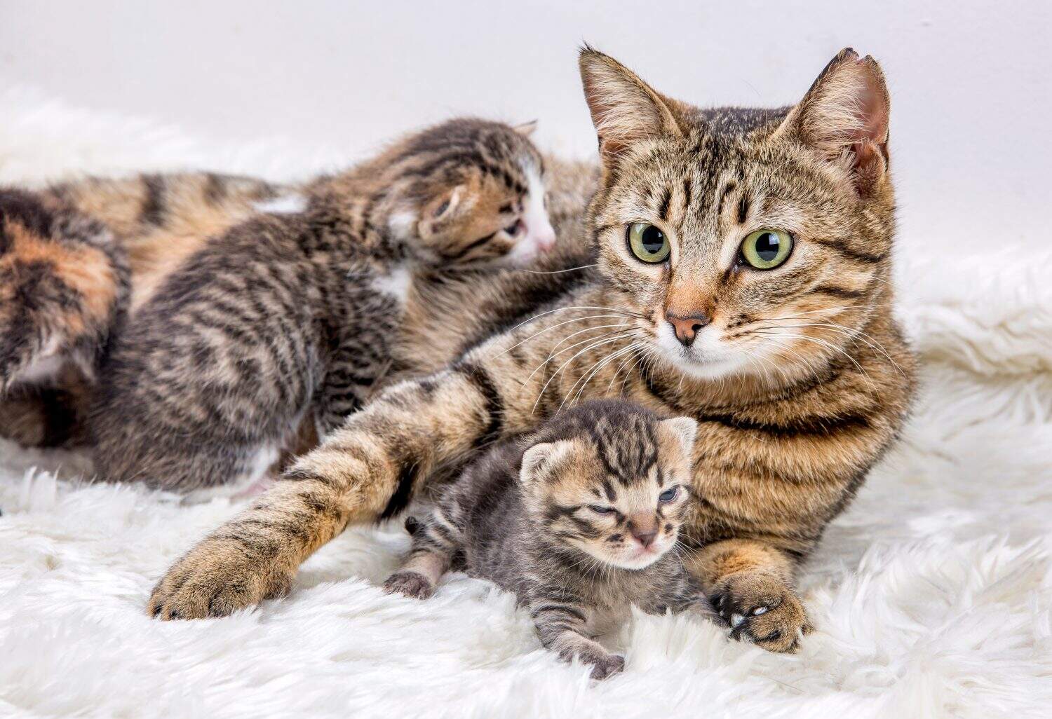 Mom (mother) cat and baby cat (kitten)